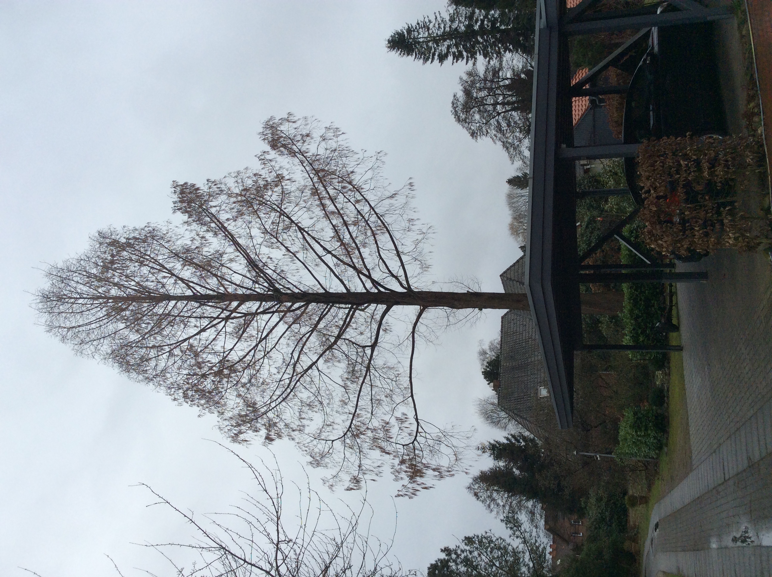 Baumgutachten Verkehrssicherheit